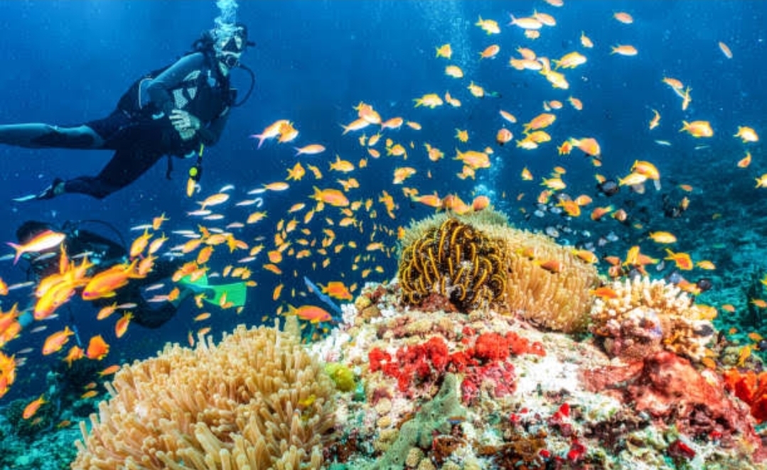4Discover Scuba Diving