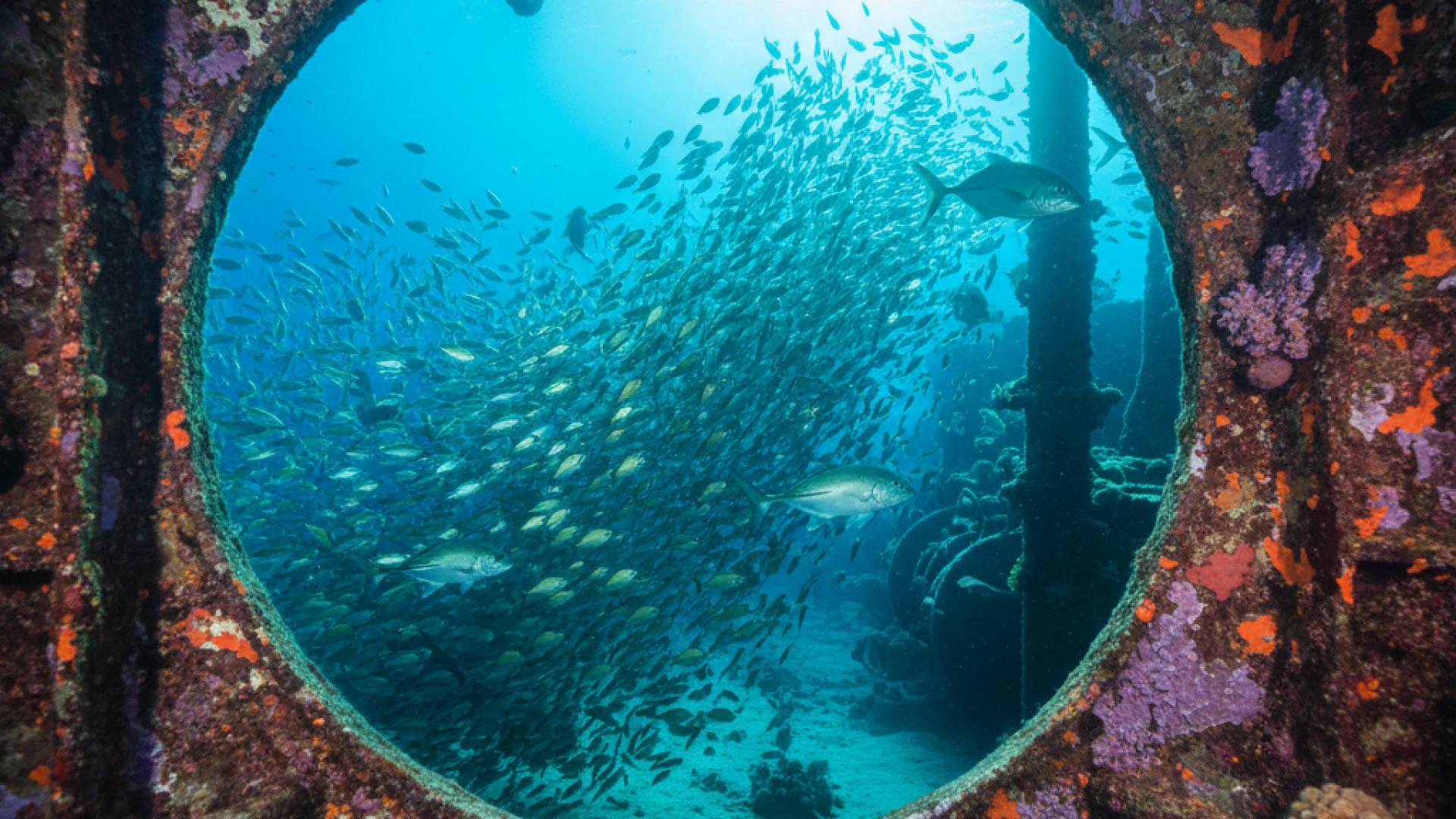 Scufundări la Epava Dunraven în Ras Mohammed | Mooka.tours