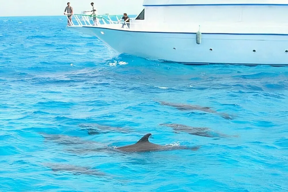 2Hurghada’dan Dolphin Koyu (Dolphin Bay) Turu