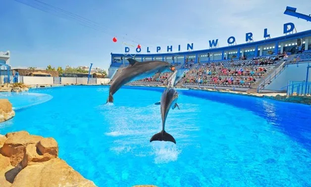 Шоу дельфинов из Хургады — откройте мир радости и чудес!🐬