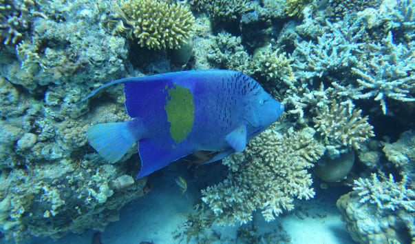 2La riserva corallina di Sharm El Naga in yacht da Hurghada 🌊✨