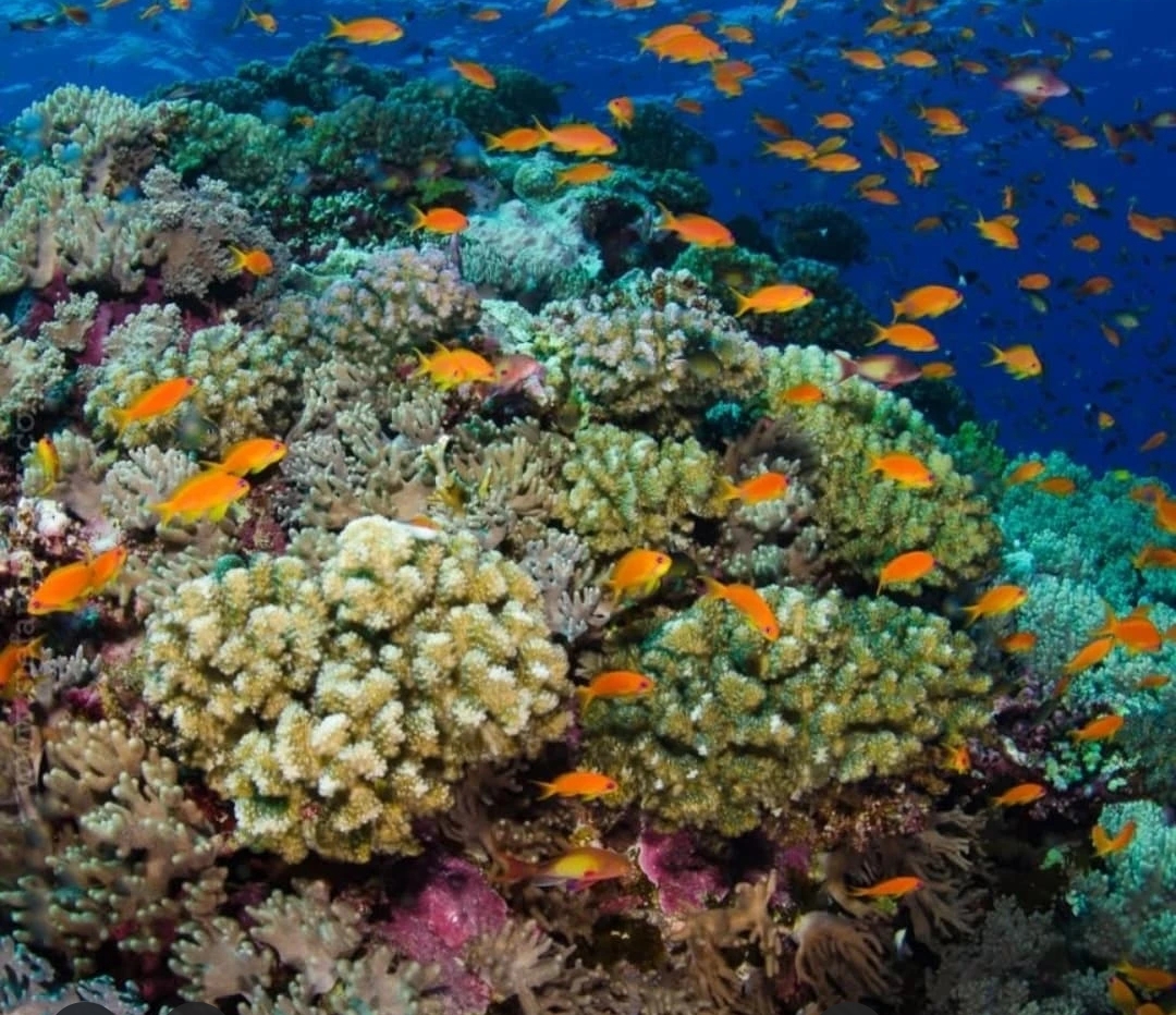 8Rezerwat Ras Mohammed  — Autobusem z Szarm el-Szejk odkryj wyjątkową naturę Synaju! 🌿