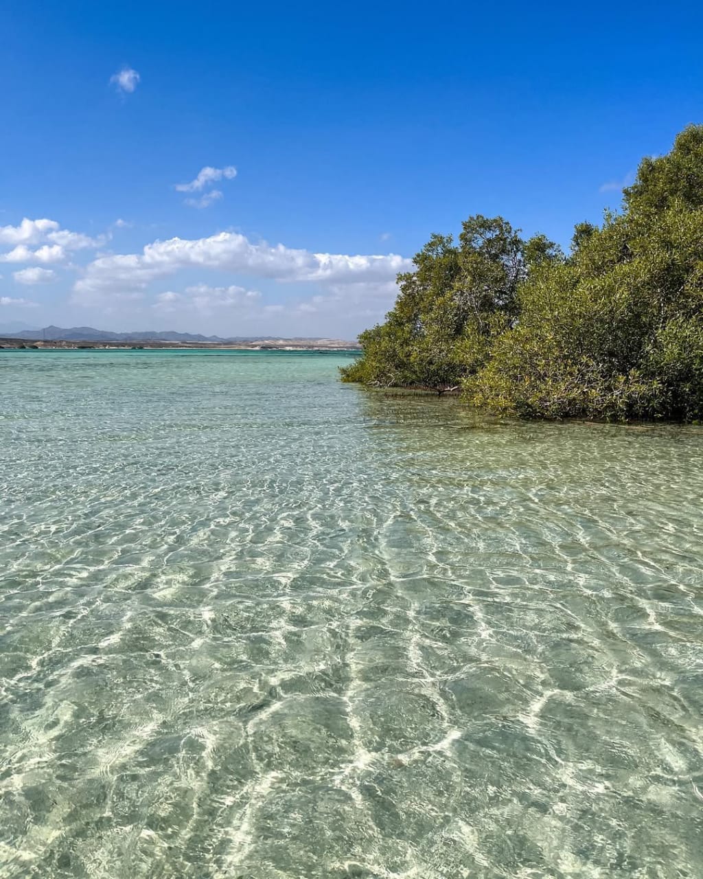 4Safari Quattro in Uno  — Da Sharm El Sheikh, un’avventura esclusiva nella Riserva Naturale di Nabq! 🏜️