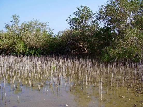 4Rezerwat Ras Mohammed  — Autobusem z Szarm el-Szejk odkryj wyjątkową naturę Synaju! 🌿