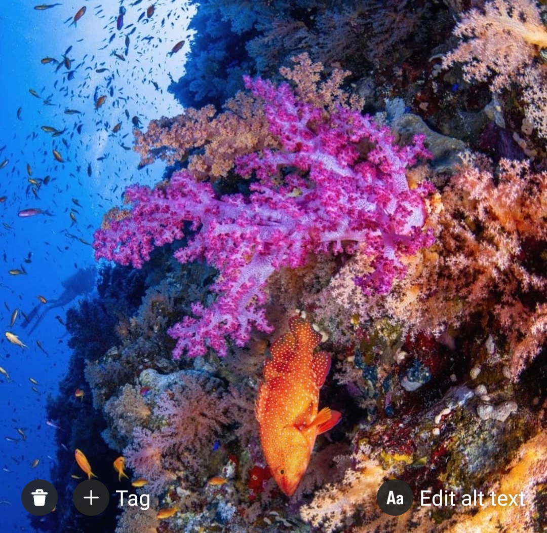 9Rezerwat Ras Mohammed  — Autobusem z Szarm el-Szejk odkryj wyjątkową naturę Synaju! 🌿