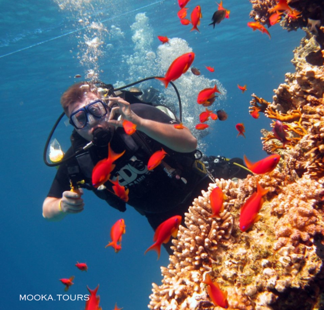 5Sinai Energy із Шарм-ель-Шейху – пригоди, море та морепродукти! 🌴🌊✨