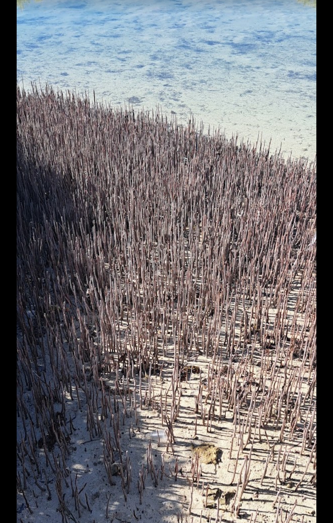 11Rezerwat Ras Mohammed  — Autobusem z Szarm el-Szejk odkryj wyjątkową naturę Synaju! 🌿