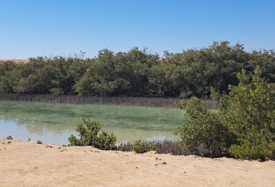12Rezerwat Ras Mohammed  — Autobusem z Szarm el-Szejk odkryj wyjątkową naturę Synaju! 🌿