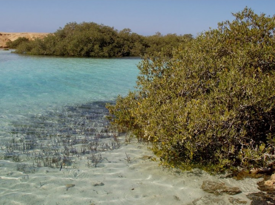 10Sinai Energy із Шарм-ель-Шейху – пригоди, море та морепродукти! 🌴🌊✨